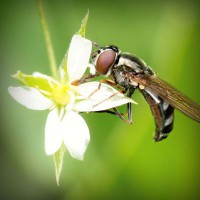 /album/liozonliper/photolia-a02-jpg/