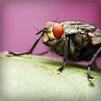 /album/liozonliper/photolia-a08-jpg/